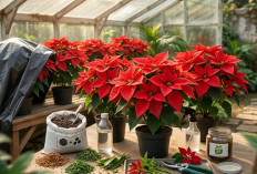 Kastuba Berubah Hijau? Ini Cara Ampuh Mengembalikan Warna Merahnya Secara Alami dan Cepat!