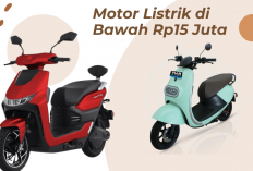 Panduan Memilih Tanaman Hias Aman untuk Kucing di Dalam Rumah