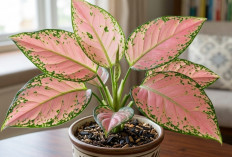 Aglaonema Lady Valentine, Rahasia Warna Pink Cantiknya dan Cara Mudah Merawatnya di Rumah