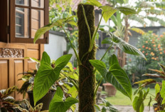 Coba Cara Ini! Tanaman Hias Syngonium Bisa Cepat Besar, Pakai Turus Lumut Daun Auto Lebar dan Menjulang