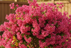 Tanaman Hias Bougenville Tak Mau Berbunga? Ini Langkah Tepat Membuatnya Rimbun dalam Hitungan Minggu