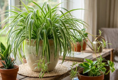 Lili Paris Masih Layak Dipelihara? Ini Alasan Tanaman Hias Klasik Ini Tetap Digemari Pecinta Tanaman