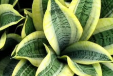 Bikin Segar! Tanaman Indoor Paling Efektif Membersihkan Udara Rumah, Alami dan Mudah Dirawat