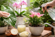 Rahasia Perawatan Tanaman Hias di Rumah: Resep Pupuk Bawang yang Bikin Daun Mengilap dan Akar Kuat