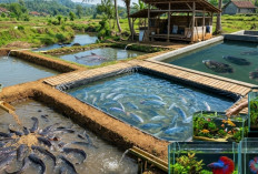 5 Ikan Paling Cuan untuk Dibudidayakan, Pemula Wajib Tahu Peluang Besarnya!