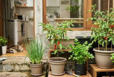 5 Tanaman Dapur Ini Mudah Ditanam di Rumah, Cocok untuk Lahan Sempit dan Pemula