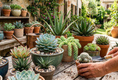 7 Cara Merawat Tanaman Hias Sukulen Yang Benar, Pemula Wajib Tahu!