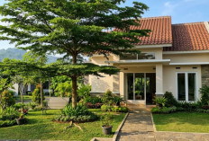 Rumah Lebih Adem Tanpa AC, Ini Cara Memilih Pohon Peneduh yang Tepat dan Aman