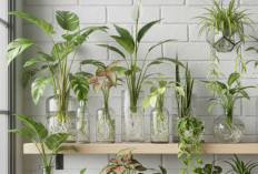 Dekorasi Dengan Tanaman Hias Air: Cara Mudah Hadirkan Nuansa Hijau di Dalam Rumah