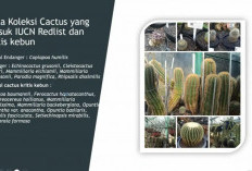 Kebun Raya Cibodas Simpan 768 Koleksi Kaktus, Sejumlah Spesies Terancam Punah