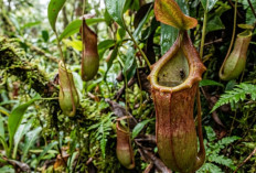 Terungkap! Begini Cara Tanaman Kantong Semar Menjebak dan Mencerna Mangsa