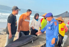 Lumba-Lumba Mati Terdampar di Pantai Timur Pangandaran, Warga Diminta Segera Melapor