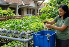 Gagal Panen Tanaman Hidroponik? Ini Kesalahan Pemula yang Sering Tak Disadari Saat Menanam Sayuran