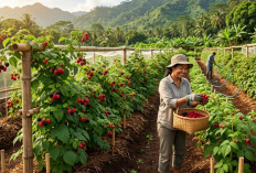 7 Cara Praktis Menanam Buah Raspberry di Iklim Tropis agar Cepat Berbuah dan Panen Maksimal