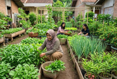 5 Tanaman Cepat Panen yang Bisa Jadi Mesin Uang Harian, Cocok untuk Pemula Dengan Modal Kecil