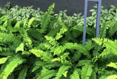 Wajib Dicoba! 5 Tanaman Indoor Penjernih Udara Ini Bikin Ruangan Lebih Sehat dan Nyaman 