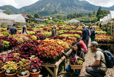 Lagi Tren! Miana Premium Lembang Bikin Kolektor Berburu, Ini Jenis dan Cara Rawatnya