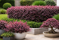 Serut Merah Loropetalum, Tanaman Hias Elegan Yang Bisa Mempercantik Taman Minimalis Dengan Perawatan Mudah