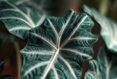 15 Tanaman Hias Daun Paling Mahal Awal 2026, Favorit Kolektor dan Simbol Prestise Baru