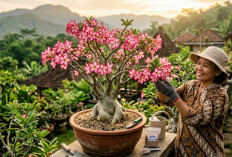 Ngobrol Santai Soal Adenium, Cara Bikin Tanaman Ini Rajin Berbunga dan Tampil Makin Cantik
