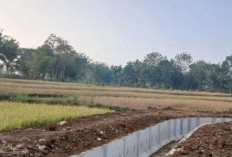 Kemarau Panjang Bikin Petani Mulyasari Gagal Panen, Irigasi Belum Maksimal