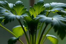 5 Tanaman Dapur Paling Mudah Ditanam untuk Kebutuhan Sehari-hari, Ibu Rumah Tangga Harus Tahu!