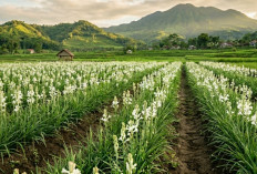 Ternyata Begini Rahasianya, Tanaman Bunga Sedap Malam Bisa Mekar Serempak Jelang Lebaran