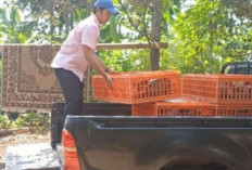 Pemprov Jabar Salurkan 195 Ayam Pullet dan Mesin Tetas untuk Peternak Bandung Barat