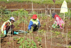 22 Hektare Kebun Teh Jabar Direvitalisasi, Ribuan Pohon Ditanam untuk Cegah Bencana