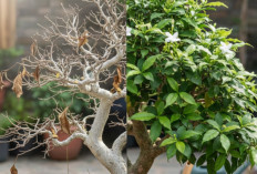Tanaman Hias Bonsai Anting Putri Kering dan Rontok? Ini Cara Tepat Menghidupkannya Kembali Hijau