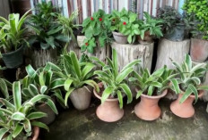 5 Tanaman Indoor Penyaring Polusi yang Membuat Rumah Lebih Sehat dan Nyaman