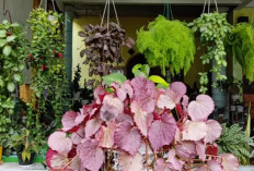 Gampang Dirawat dan Cantik! Ini Pilihan Tanaman Hias Gantung Favorit untuk Teras Rumah
