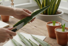 Deretan Tanaman Hias Penyerap Racun di Rumah, Minimal Wajib Punya Satu!