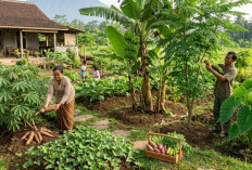 5 Tanaman Pangan yang Bisa Jadi Penyelamat Saat Krisis, Mudah Ditanam dan Tahan Banting