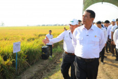 Hasil Panen Padi Bisa Tembus 13 Ton per Hektare, Kementan Andalkan Pertanian Modern