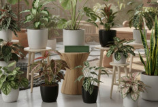 Bukan Cuma Hobi, Ini 15 Tanaman Hias yang Potensial Jadi Investasi Cuan Tahun Ini