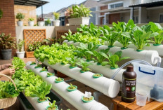 Baru Mau Coba Berkebun? Cara Menanam Sayuran Hidroponik Ini Cocok untuk Pemula