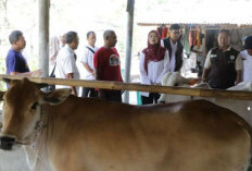 Pemprov Jabar Salurkan 24 Bibit Sapi ke Tiga Kelompok Peternak