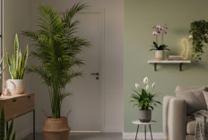 Lima Tanaman Indoor yang Tetap Aktif Hasilkan Oksigen di Malam Hari, Solusi Agar Rumah Lebih Segar 