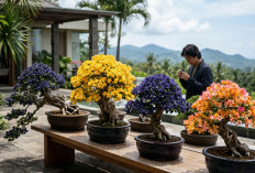 Bougenville Naik Kelas! Dari Tanaman Pinggir Jalan Jadi Aset Koleksi Bernilai Tinggi