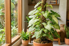 Trik Membuat Tanaman Syngonium Cepat Besar dan Rimbun, Teknik Rambat yang Bikin Daunnya Lebih Lebar dan Esteti