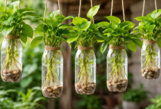 Sirih Gading di Botol Bekas: Trik Hidroponik Murah yang Bikin Rumah Tampak Lebih Hidup