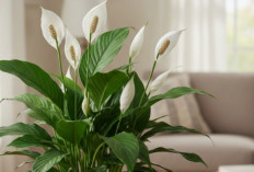Peace Lily, Tanaman Hias Pembersih Udara, Yang Cepat Berbunga di Dalam Rumah, Begini Cara Mudah Merawatnya!