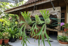 Rahasia Menanam Tanduk Rusa di Papan Agar Tumbuh Subur dan Cantik Sebagai Tanaman Hias Gantung