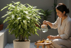 Tanaman Hias Sri Rejeki Makin Subur di Rumah! Rahasia Perawatannya Ternyata  Sederhana, Cocok Untuk Pemula