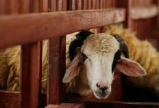Peternakan Nggak Harus Bau dan Kotor, Ini Cara Prabu Farm Sulap Jadi Tempat Edukasi yang Bikin Betah