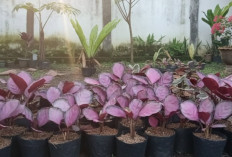 Calathea Crimson, Si Daun Pink Elegan yang Mudah Dirawat dan Ramah Lingkungan untuk Hunian Urban