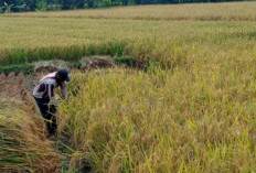 Bukan Cuma Andalkan Wisata, Produksi Pertanian Pangandaran Tembus 153 Ribu Ton Beras
