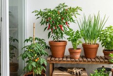 Lahan Sempit Bukan Halangan! Begini Cara Cerdas Punya Kebun Dapur Sendiri di Rumah