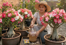 Rahasia Bikin Adenium Rajin Berbunga dan Tahan Panas, Trik Simpel yang Jarang Dilakukan Pecinta Tanaman Hias